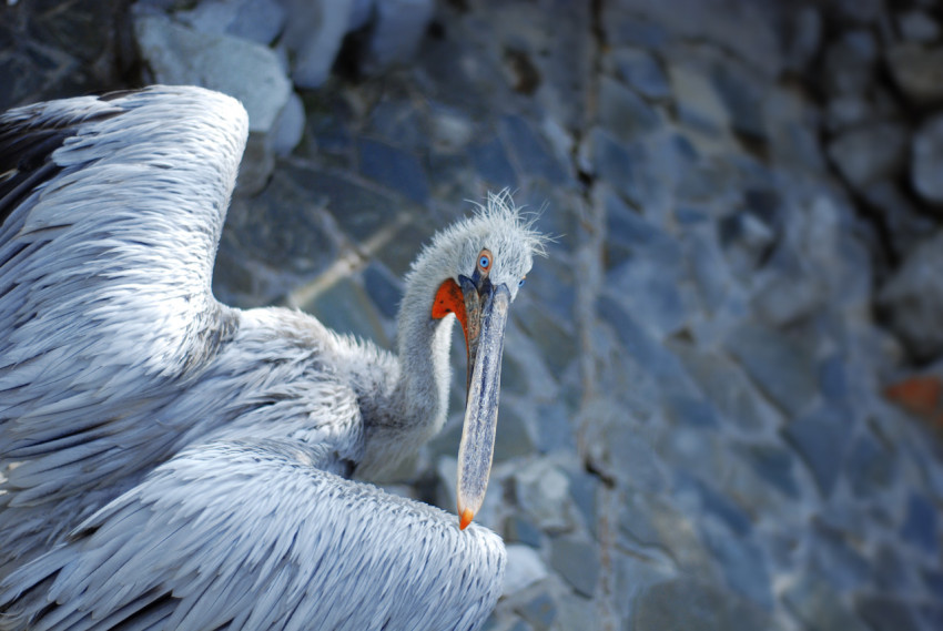 Bird in the zoo