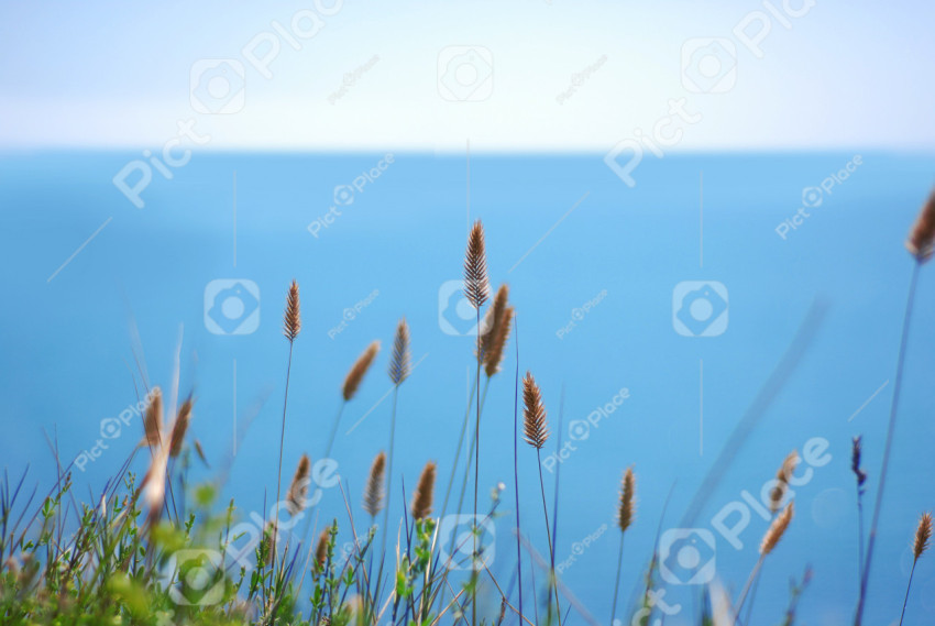 plants and sea