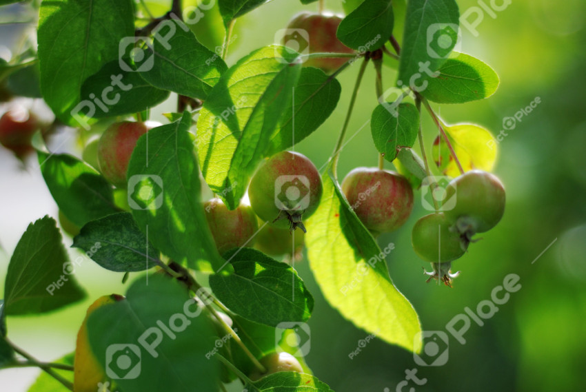 ripening apples