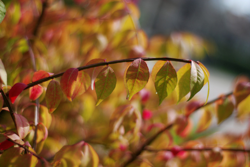 autumn leaves