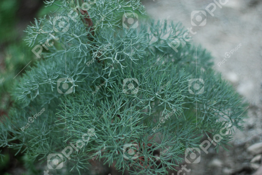 Background of green plants
