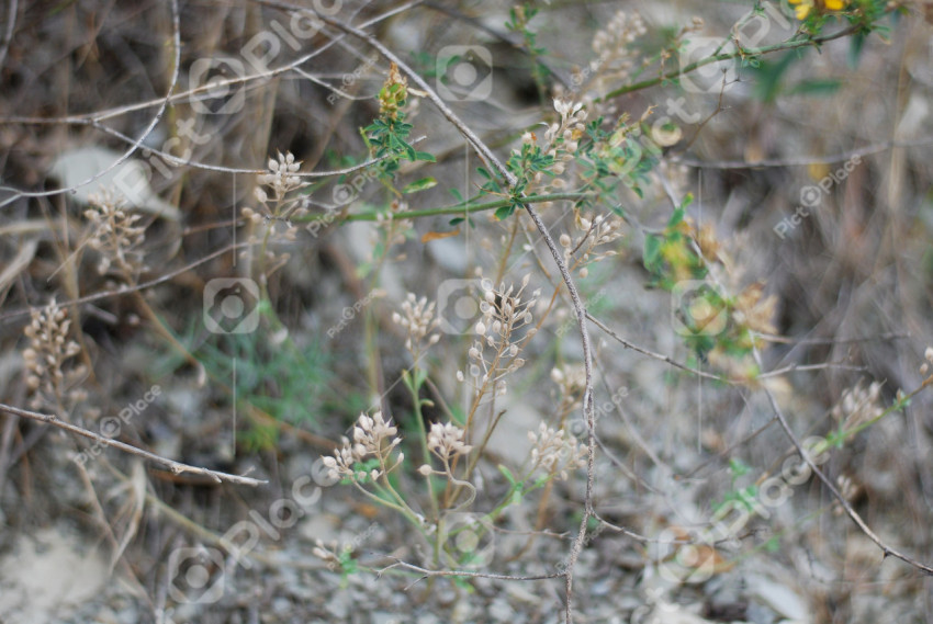 Dry wild plants and flowers