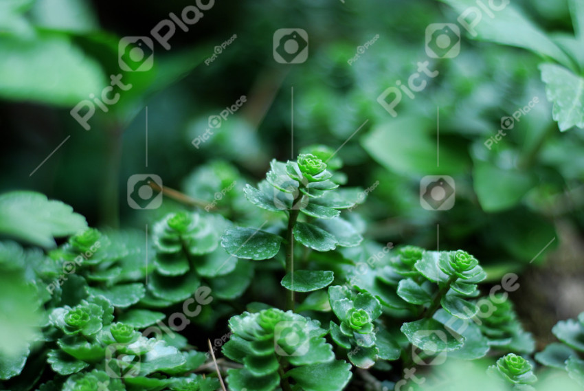 green forest plants