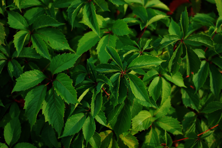 green plant leaves