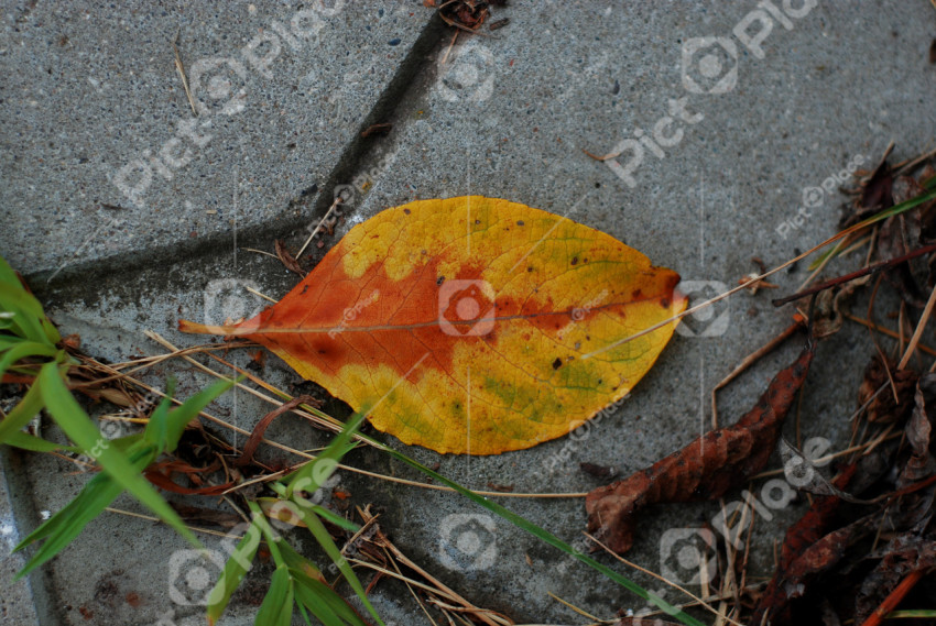 yellow leaf on stone
