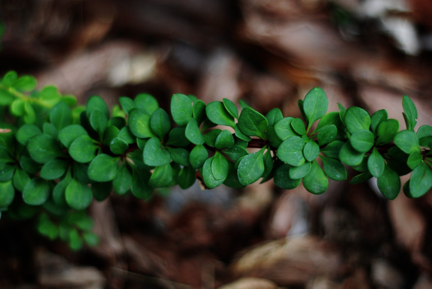 Green leaves on a blurred background