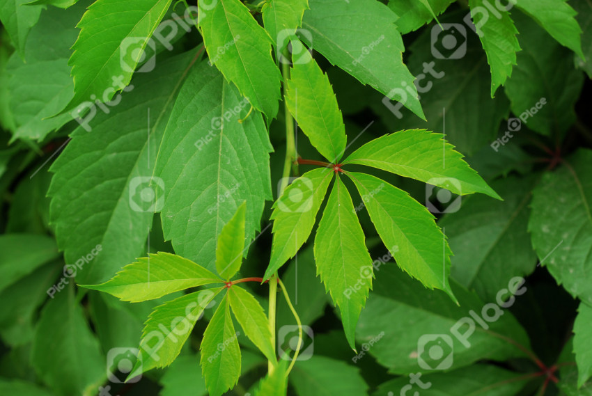 green leaves of a bush