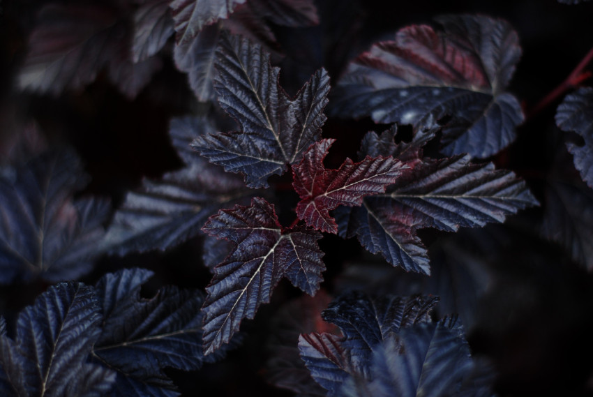 dark leaves