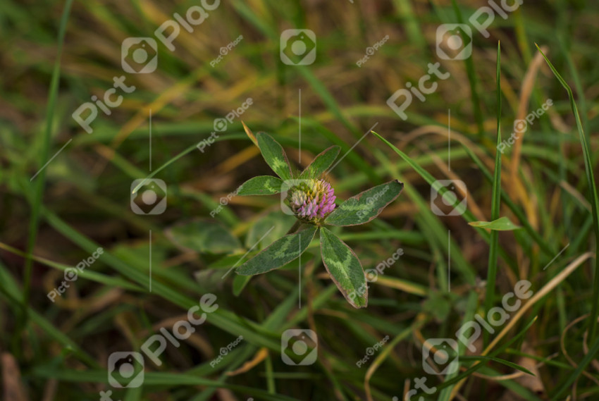 Green plants, leaves background