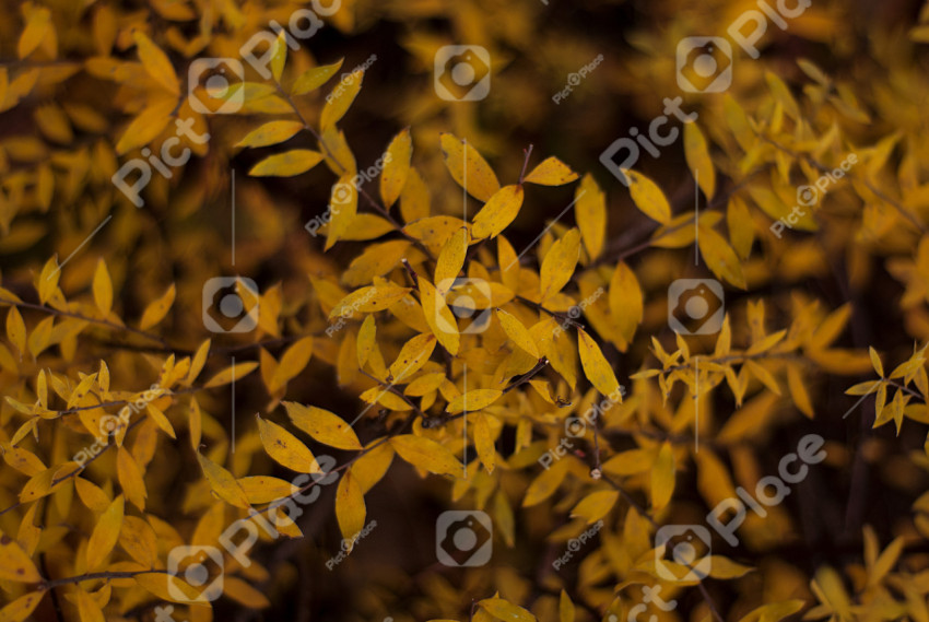 Yellow autumn leaves on branch. yellow autumn leaves