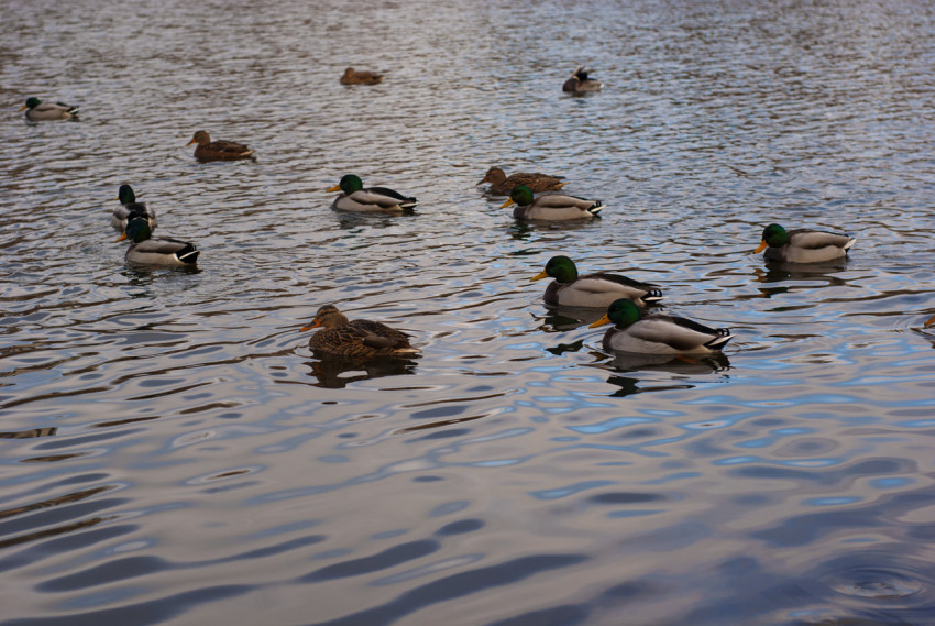 Ducks in the pond