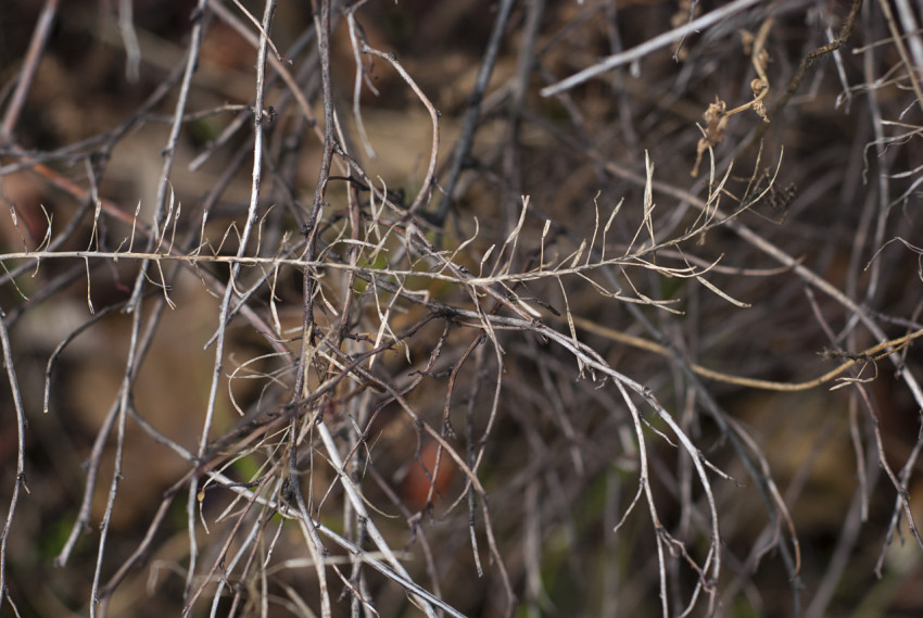 Background of dry plants