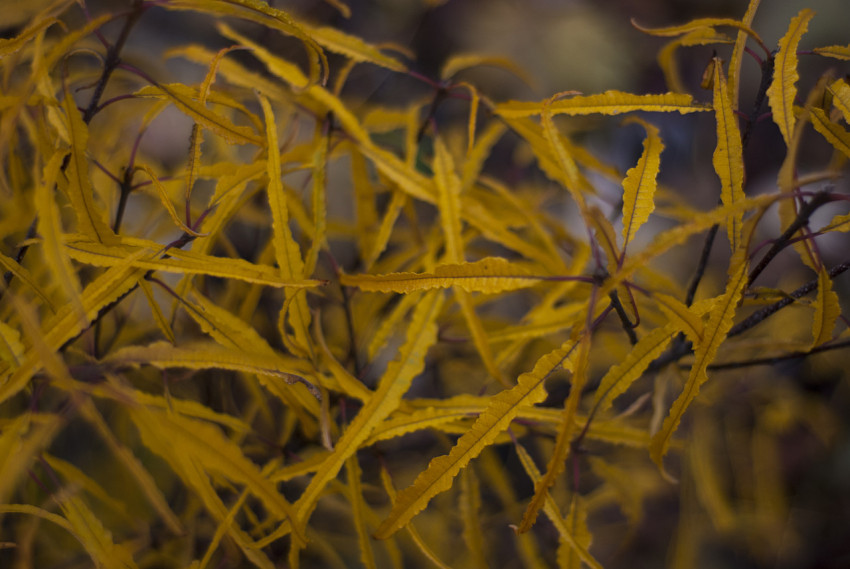 Yellow bright autumn leaves