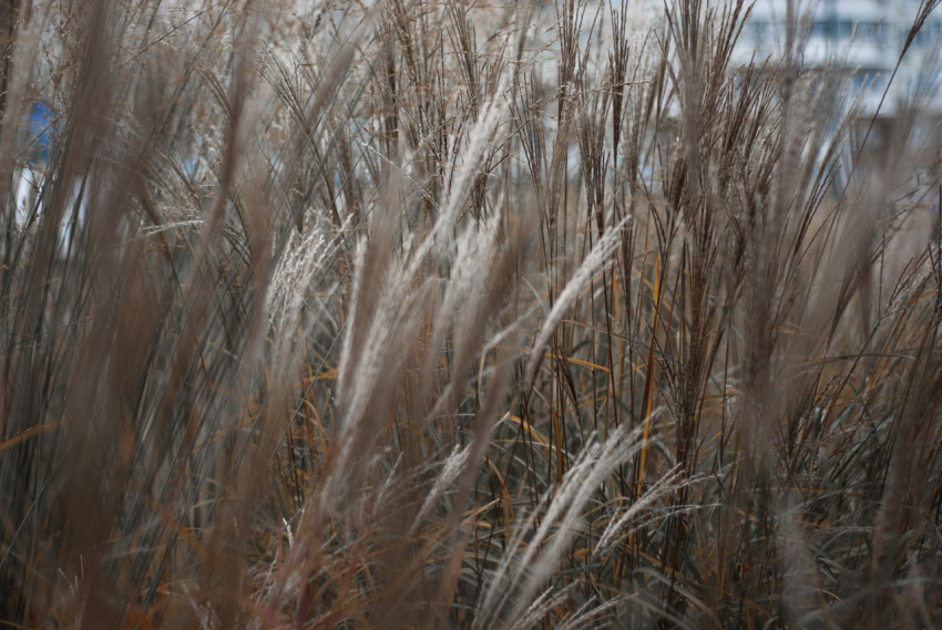 Decorative plants on a blurred background