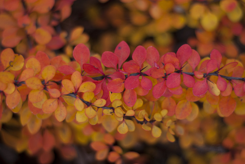 Yellow-red autumn leaves