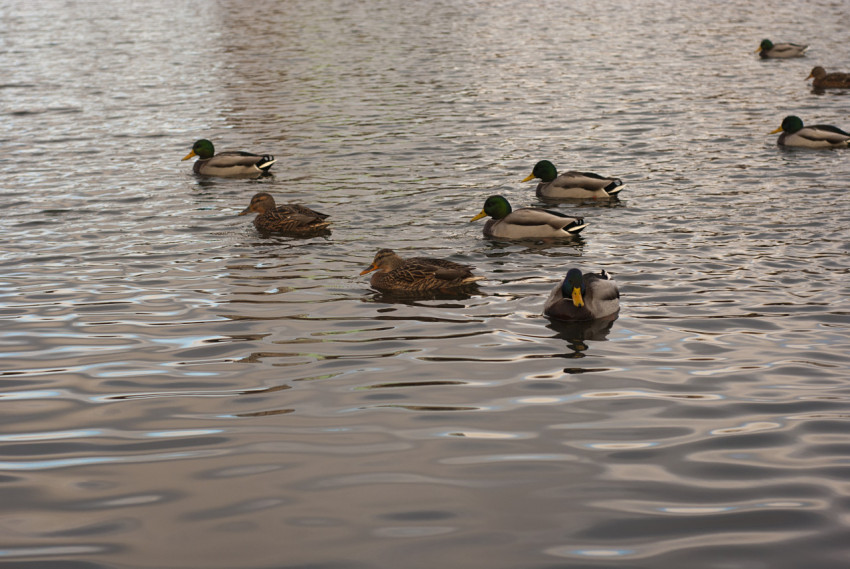 Ducks in the pond