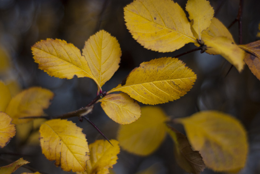 Yellow leaves on a blurred background