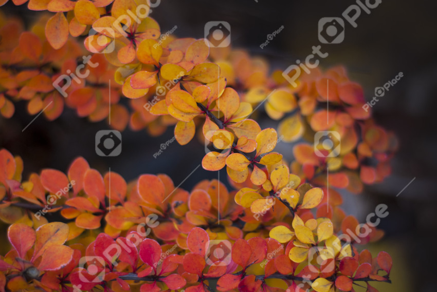 Yellow and red leaves of a bush