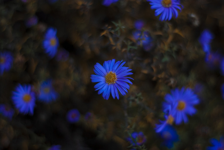 Blue garden flowers