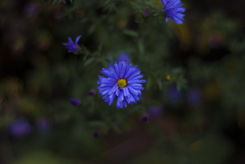 Blue flower on blurred background