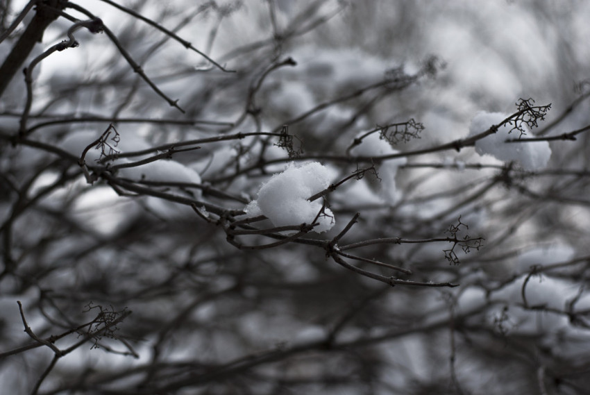 White snow on the branches