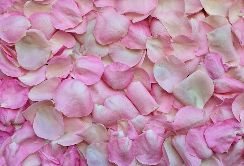 rose petals