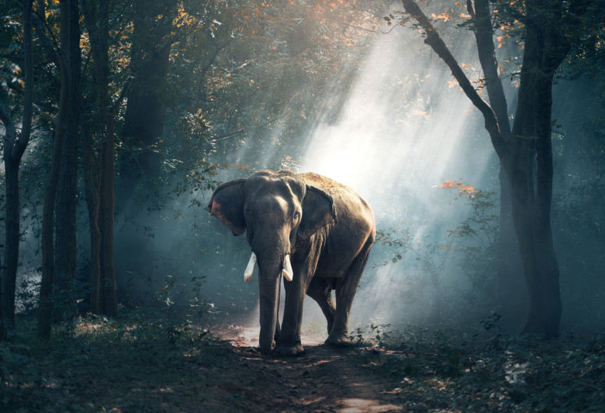 elephant walking on wet road