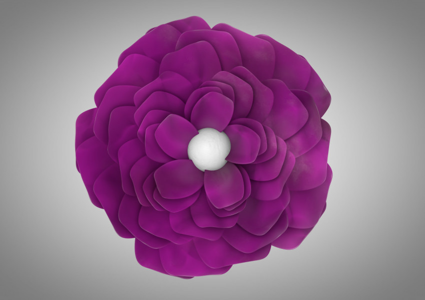 Strange unusual purple flower with a white core