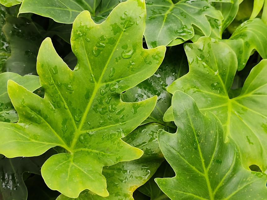 Philodendron bipinnatifidum leaves close-up