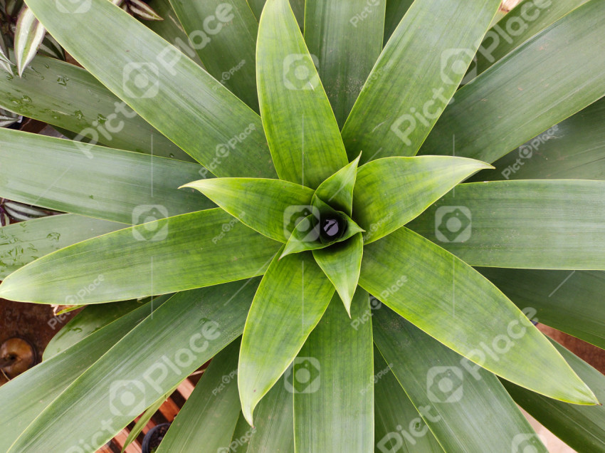 Top view of Alcantarea imperialis in close-up.
