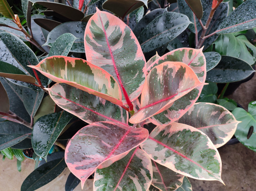 Vase with reddish elastic Ficus foliage.