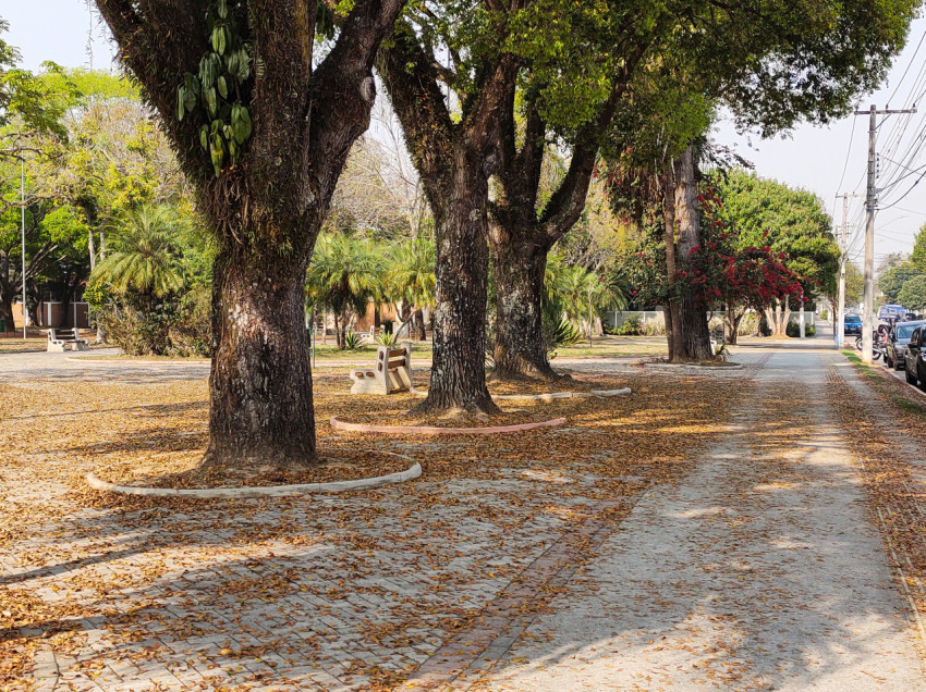 Sidewalk covered with dry leaves, in a tree-lined urban square.