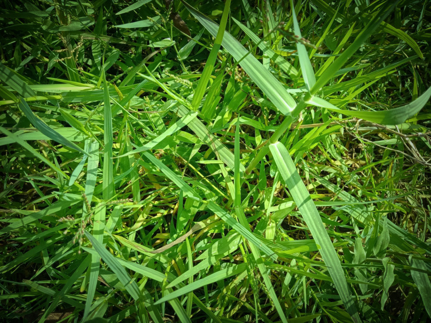 grass