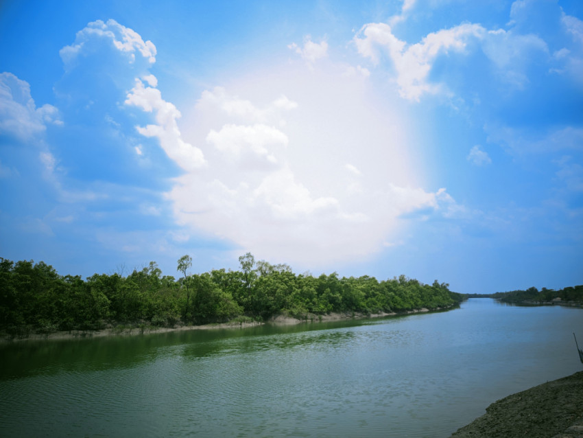 Mangrove Forest