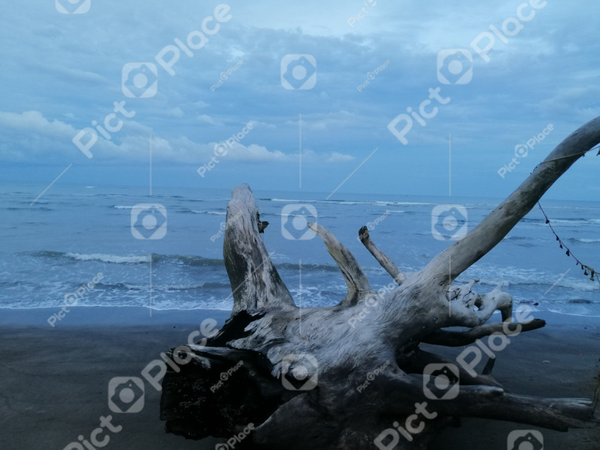 Driftwood from shore
