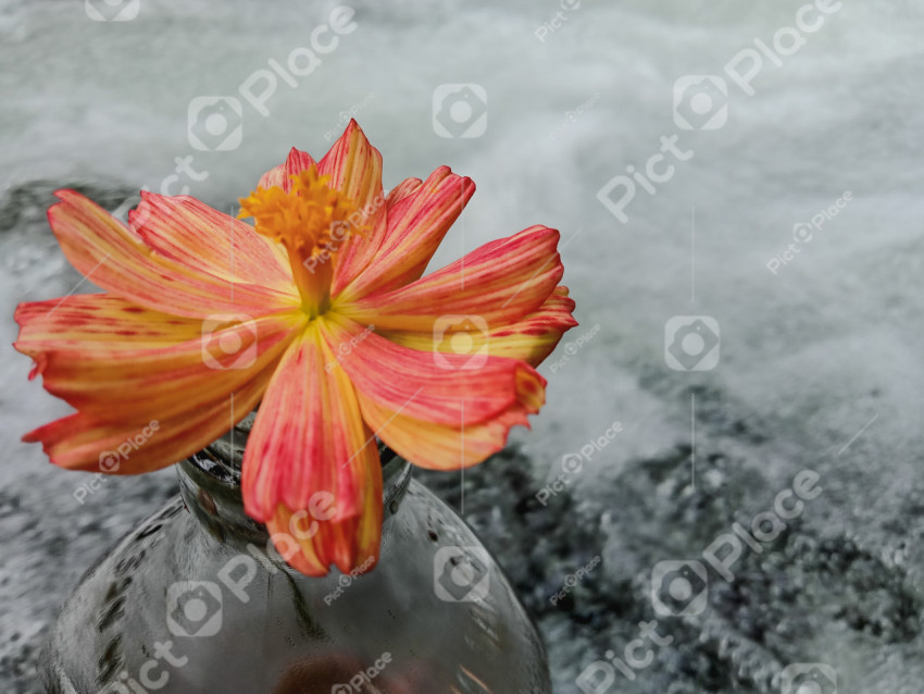 river water bubbles and flower on bottle