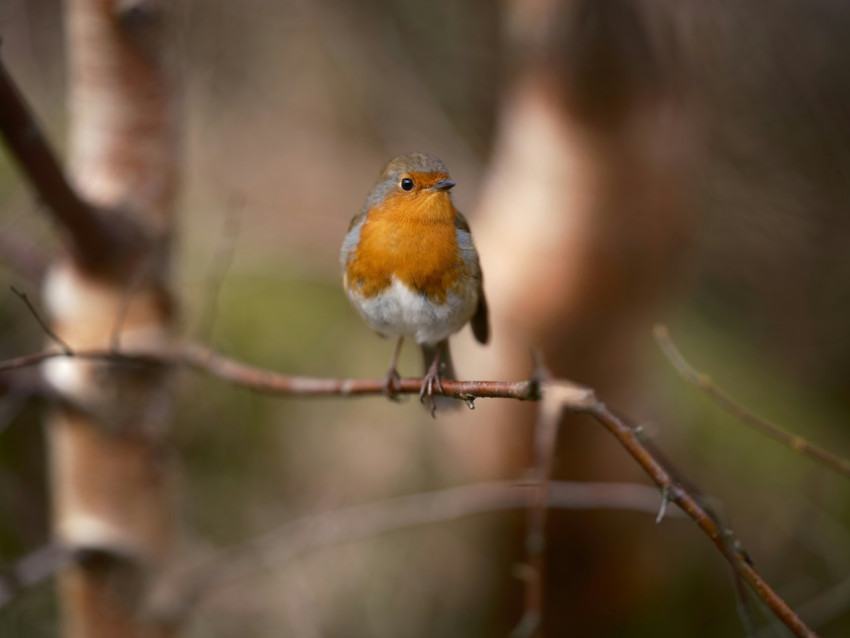 small orange and white bird sitting on a branch