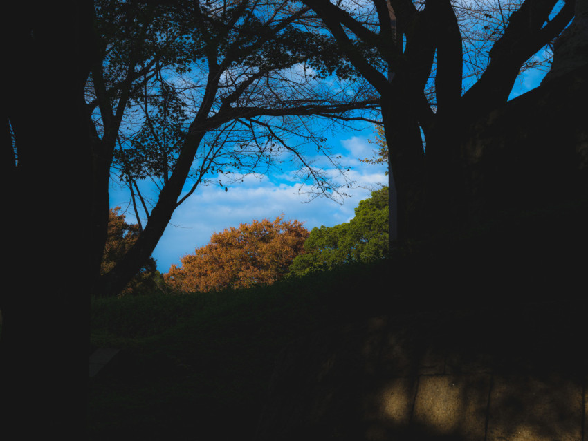 view of a tree with a blue sky in the background