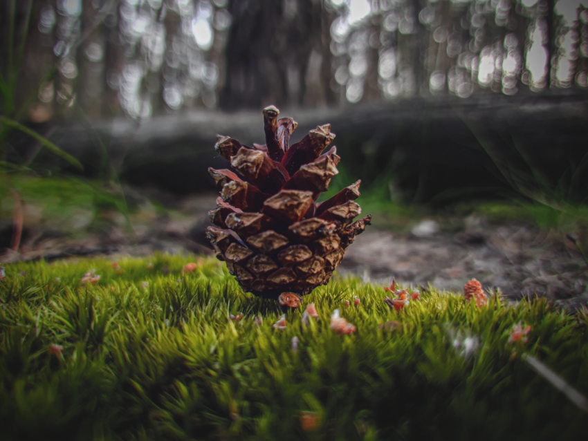 pine cone on the moss
