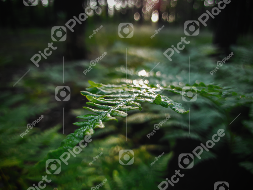 the fern after the rain