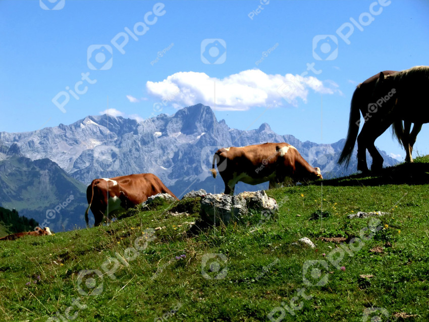 Cows on a meadow in the Austrian mountains