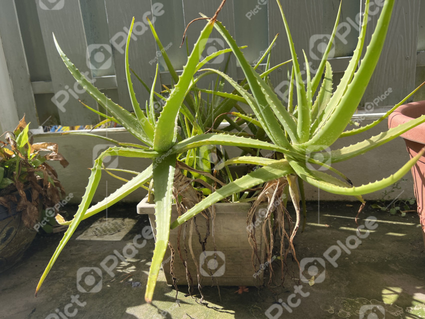Aloe real in a pot