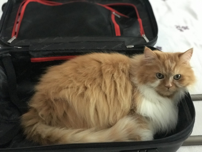 Red cat in a suitcase