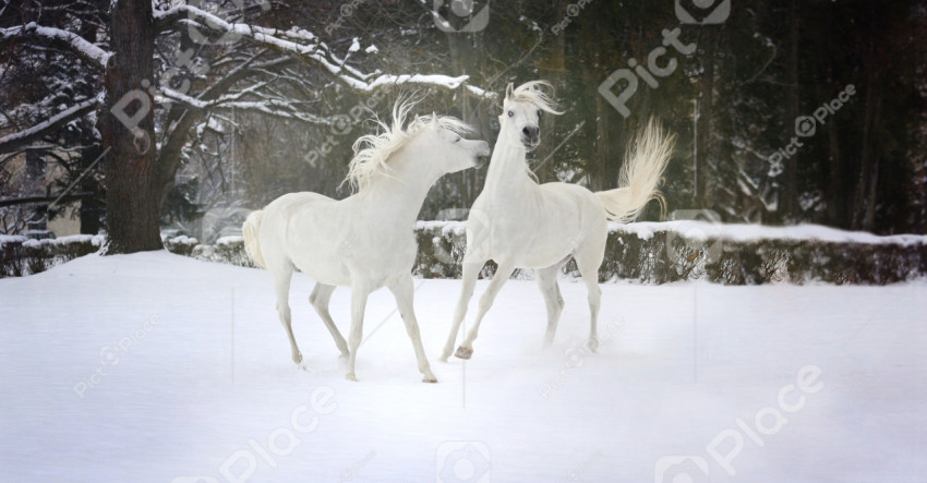 snow white horses