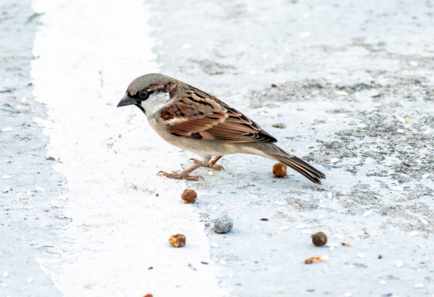 sparrow on the ground