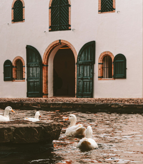 Group of ducks floating above a body of water