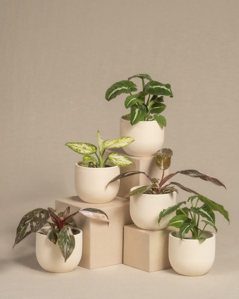 group of potted plants on top of each other