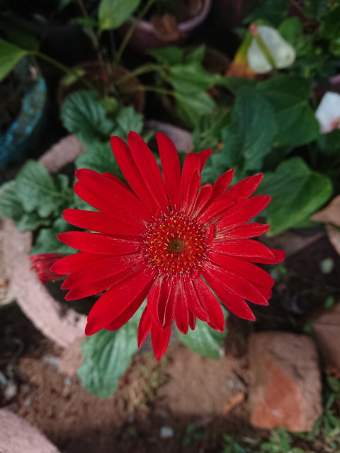 Red flower