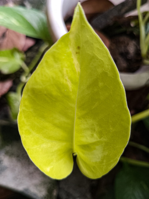 The young yellowish green leaves look really charming