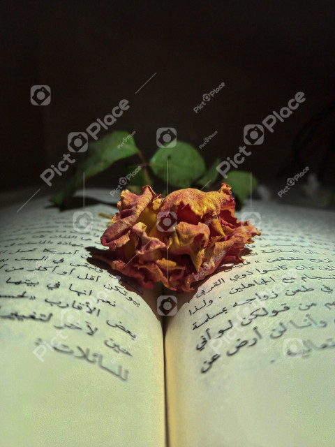 wilted rose on a book